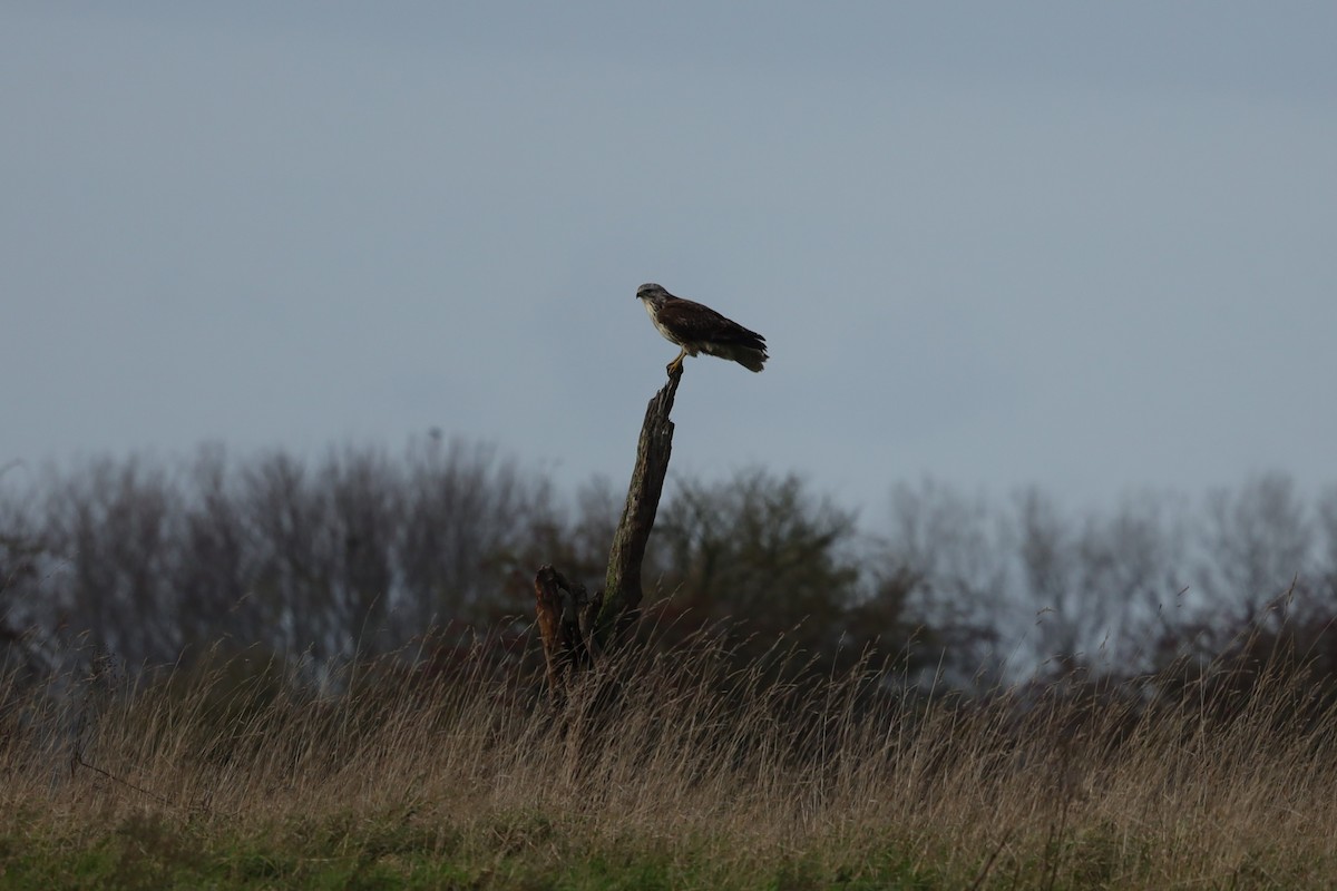 עקב חורף - ML646041937