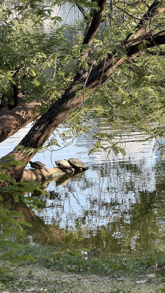 Turtles and Tortoises - ML646041938