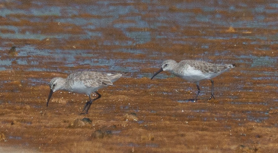 חופית מגלית - ML646041939