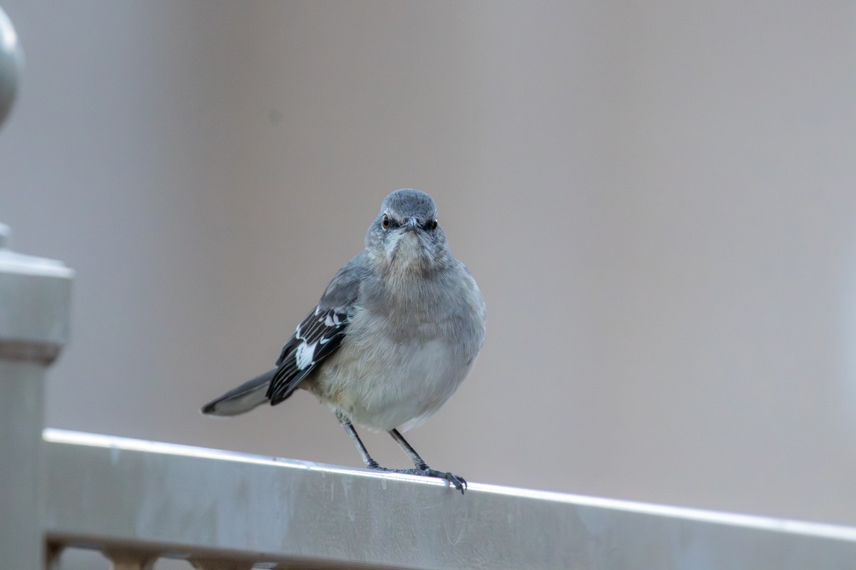חקיינית צפונית - ML646041940