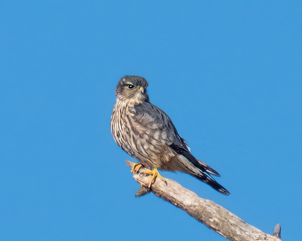 בז גמדי - ML646041941