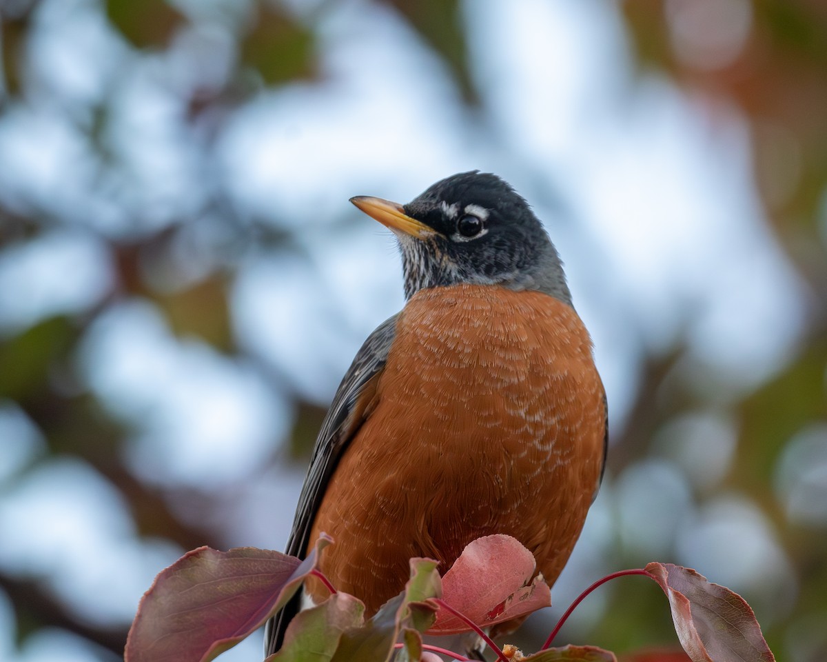 קיכלי נודד - ML646041942