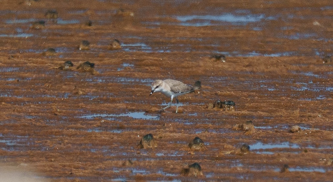 White-fronted Plover - ML646041946