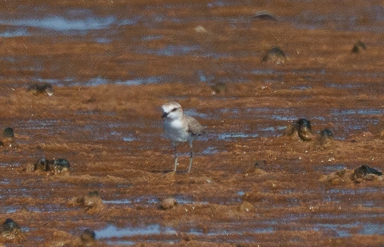 White-fronted Plover - ML646041947