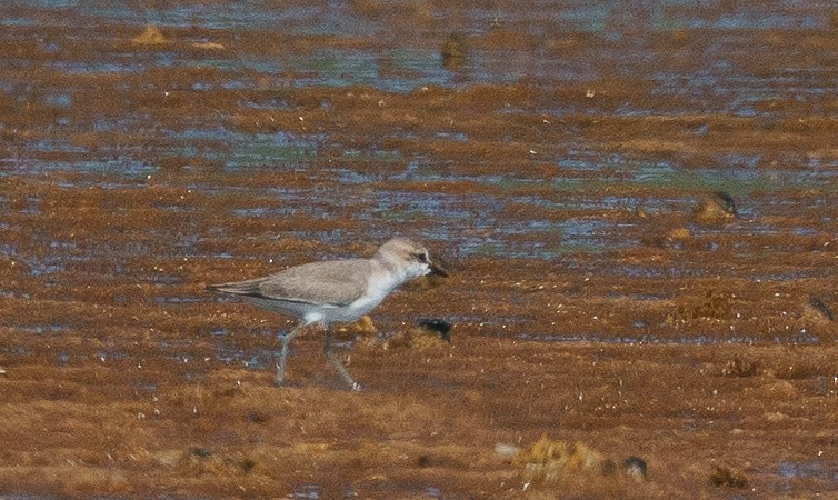 White-fronted Plover - ML646041948
