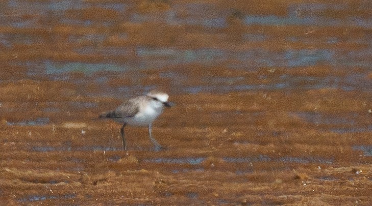 White-fronted Plover - ML646041949