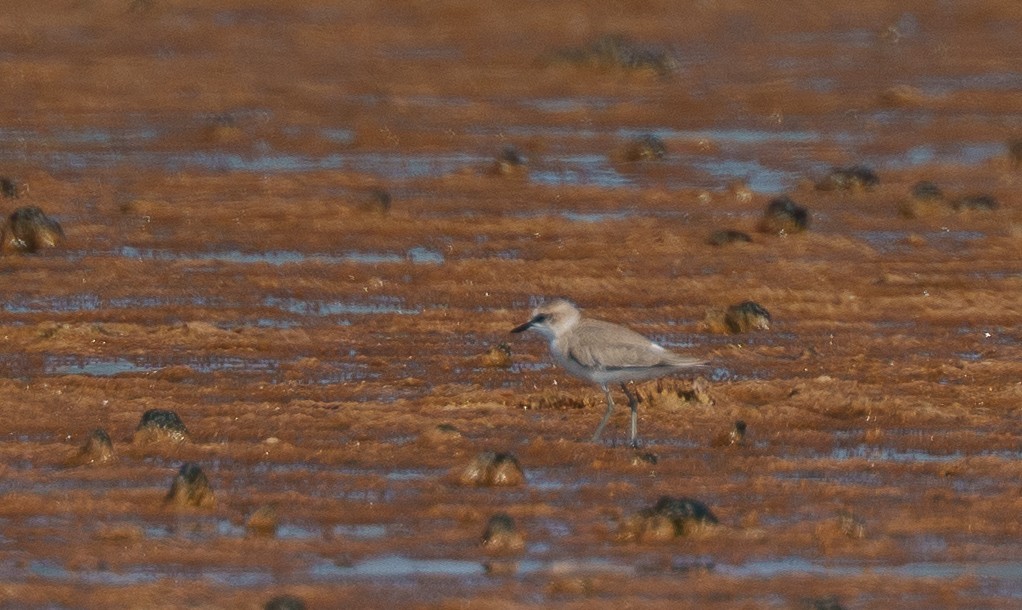 White-fronted Plover - ML646041950