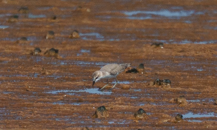 White-fronted Plover - ML646041951