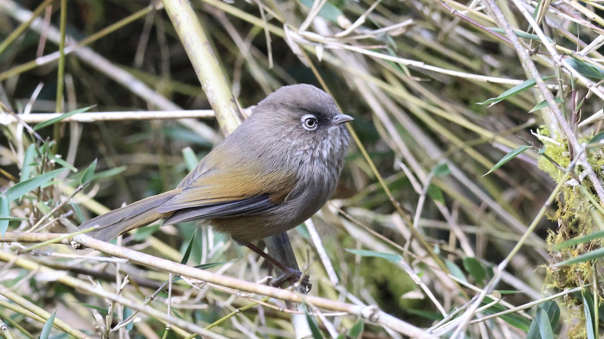 Фульвета тайванська - ML646041956