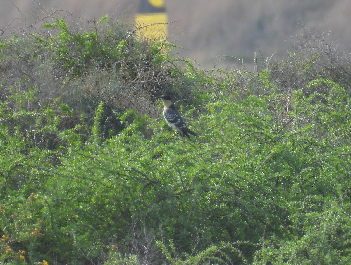 Great Spotted Cuckoo - ML646041960