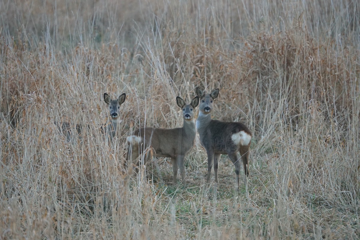 Western Roe Deer - ML646041964