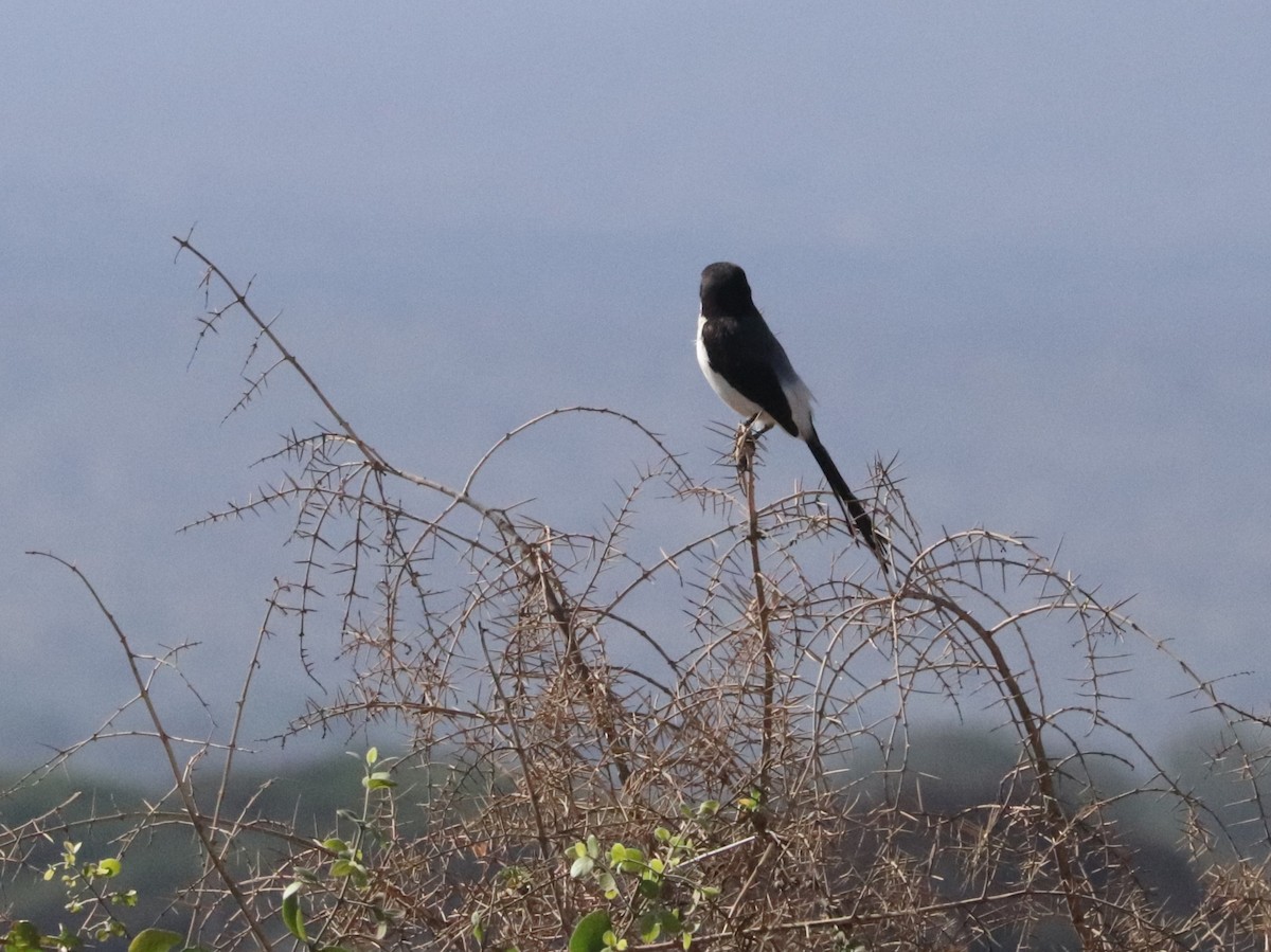 Long-tailed Fiscal - ML646041969