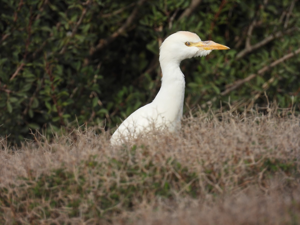 Western Cattle-Egret - ML646041976