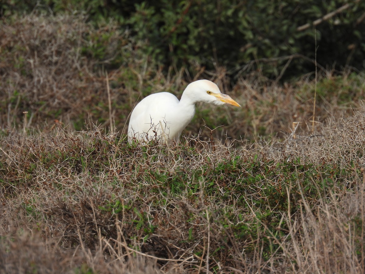 Western Cattle-Egret - ML646041977