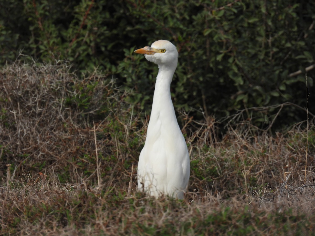 Western Cattle-Egret - ML646041978