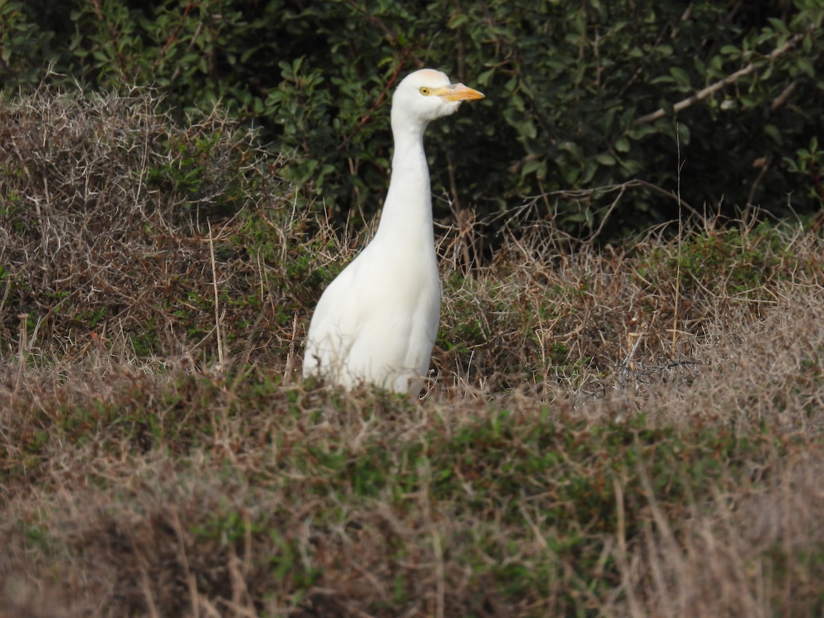 Western Cattle-Egret - ML646041979