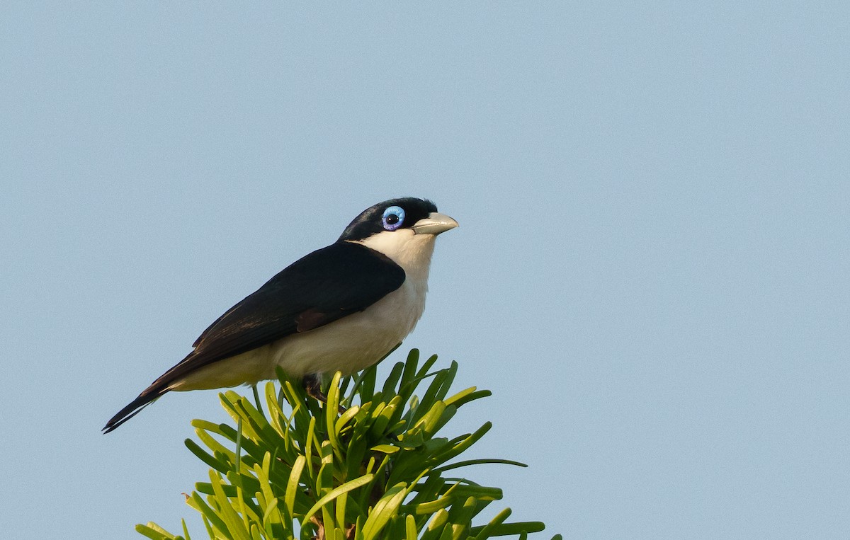 Chabert Vanga - ML646041982