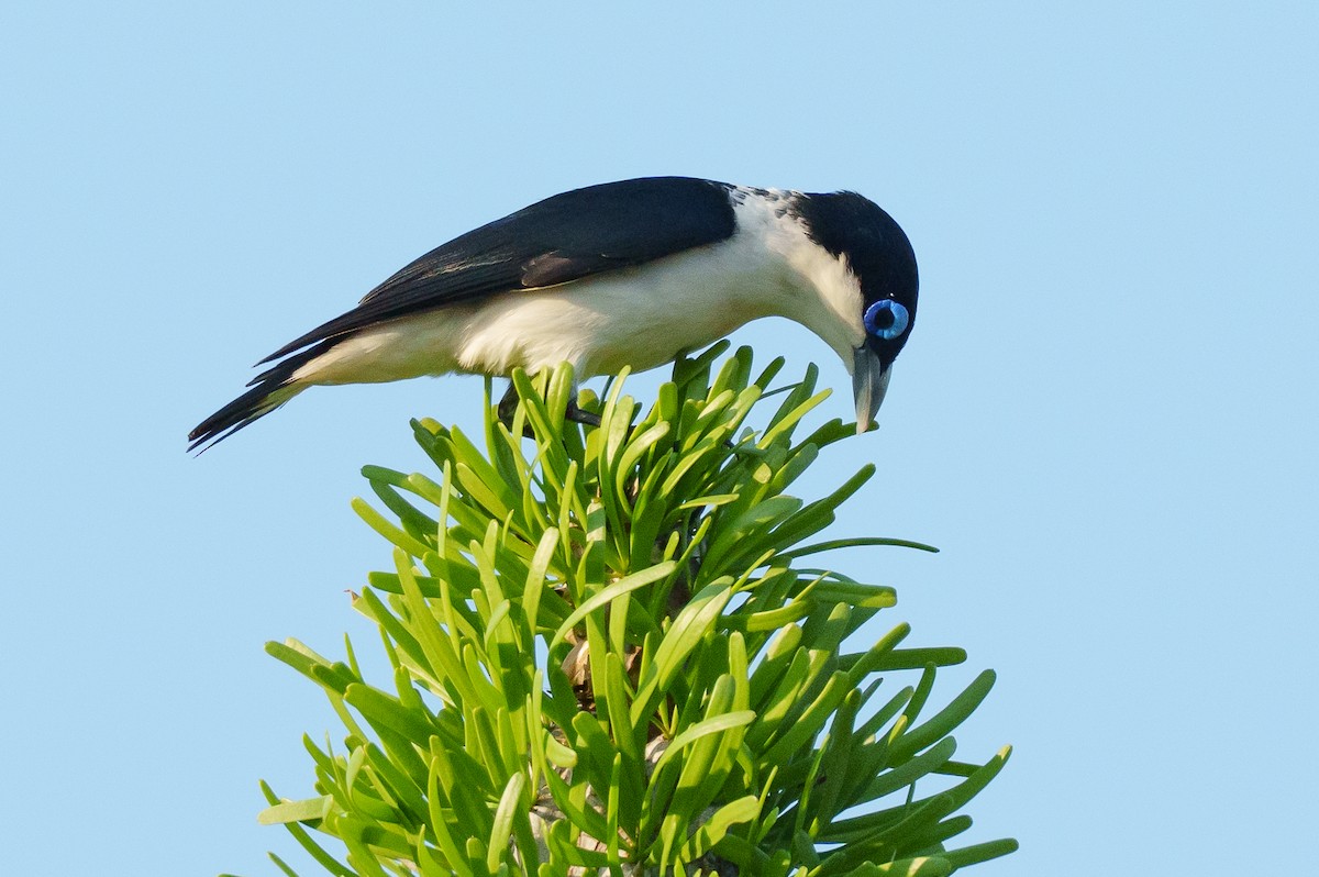 Chabert Vanga - ML646041983