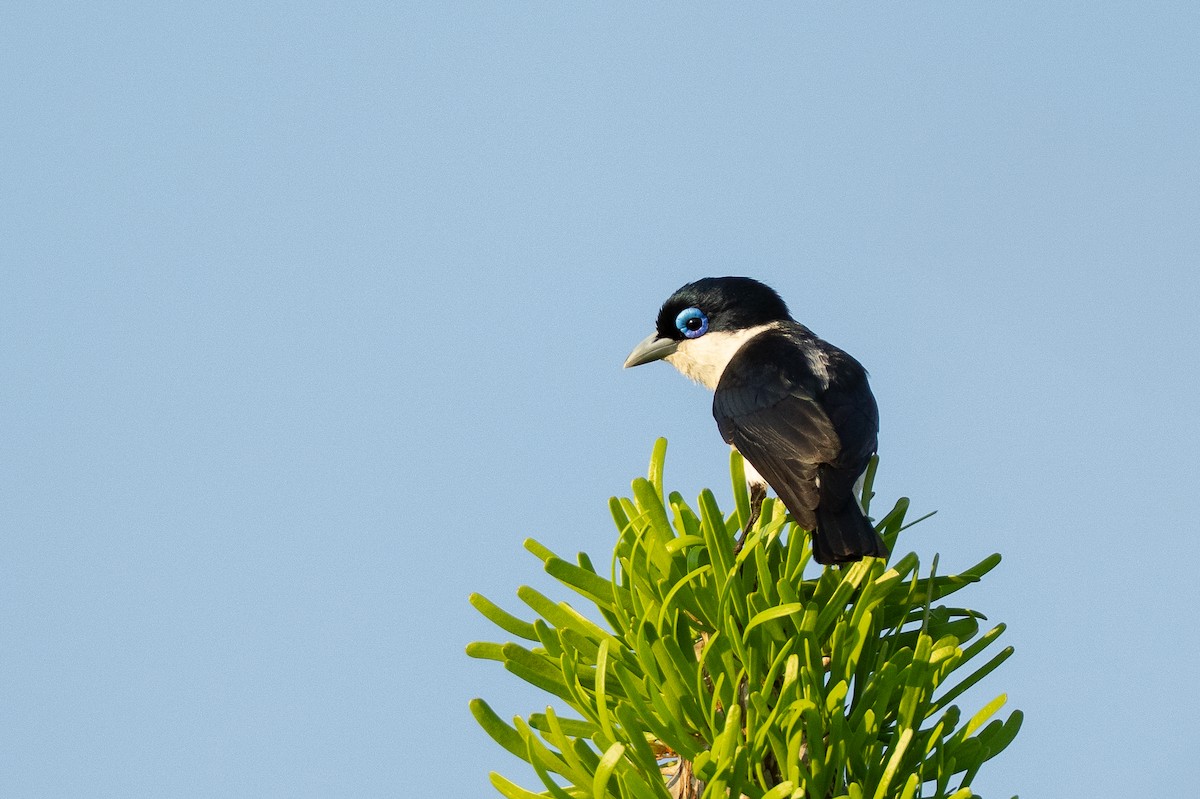 Ванга строката - ML646041984