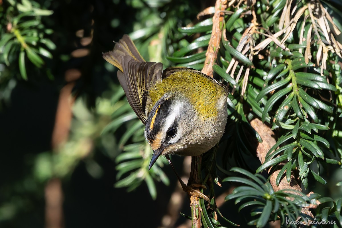 Common Firecrest - ML646041985