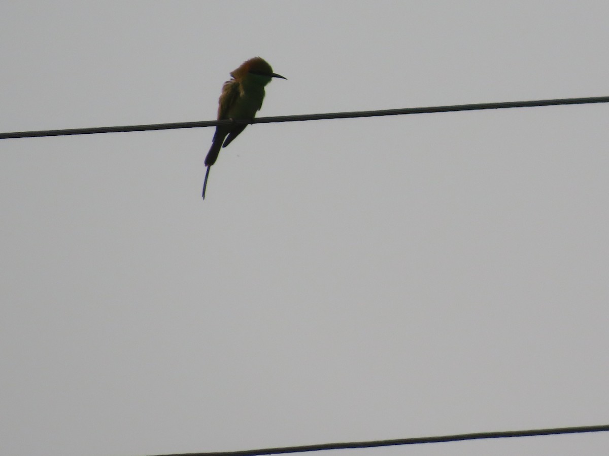 Asian Green Bee-eater - ML646041986