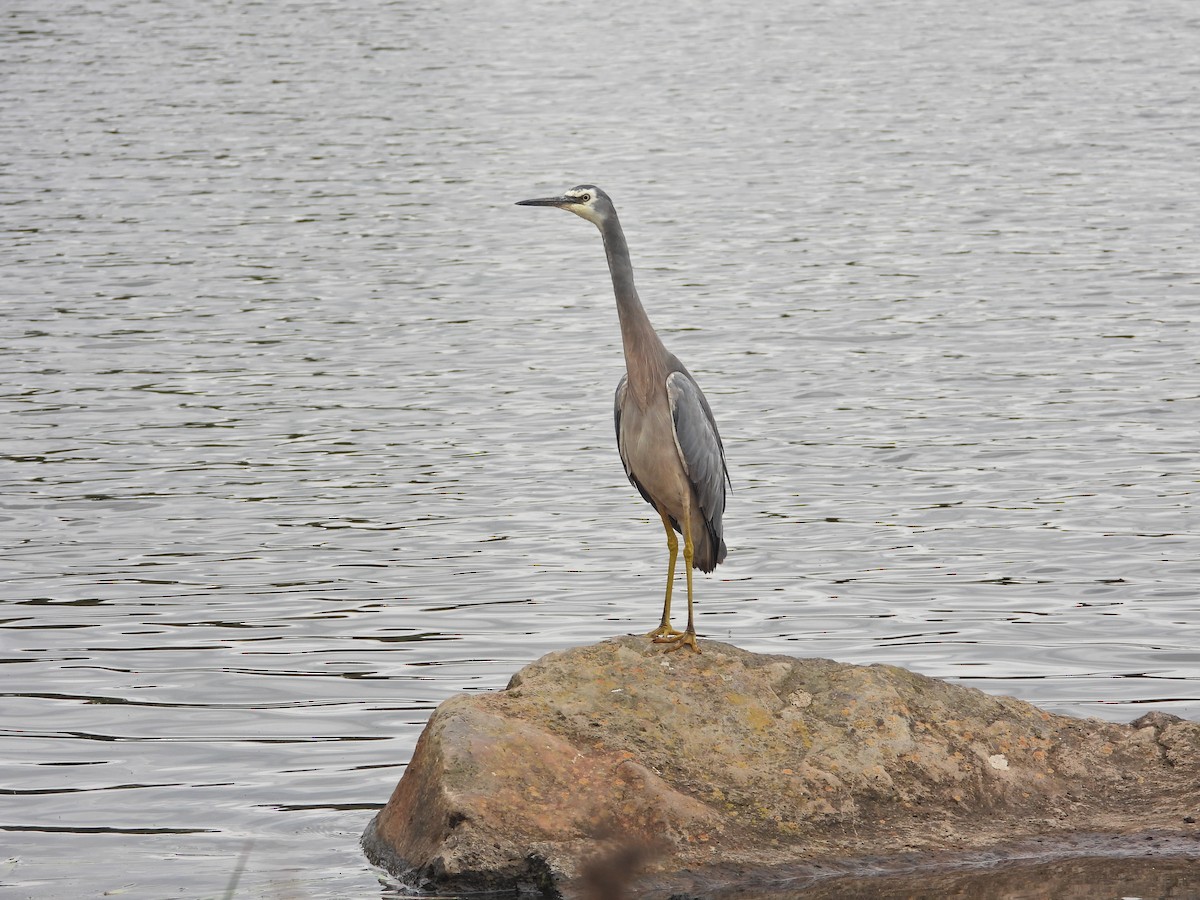 White-faced Heron - ML646041987