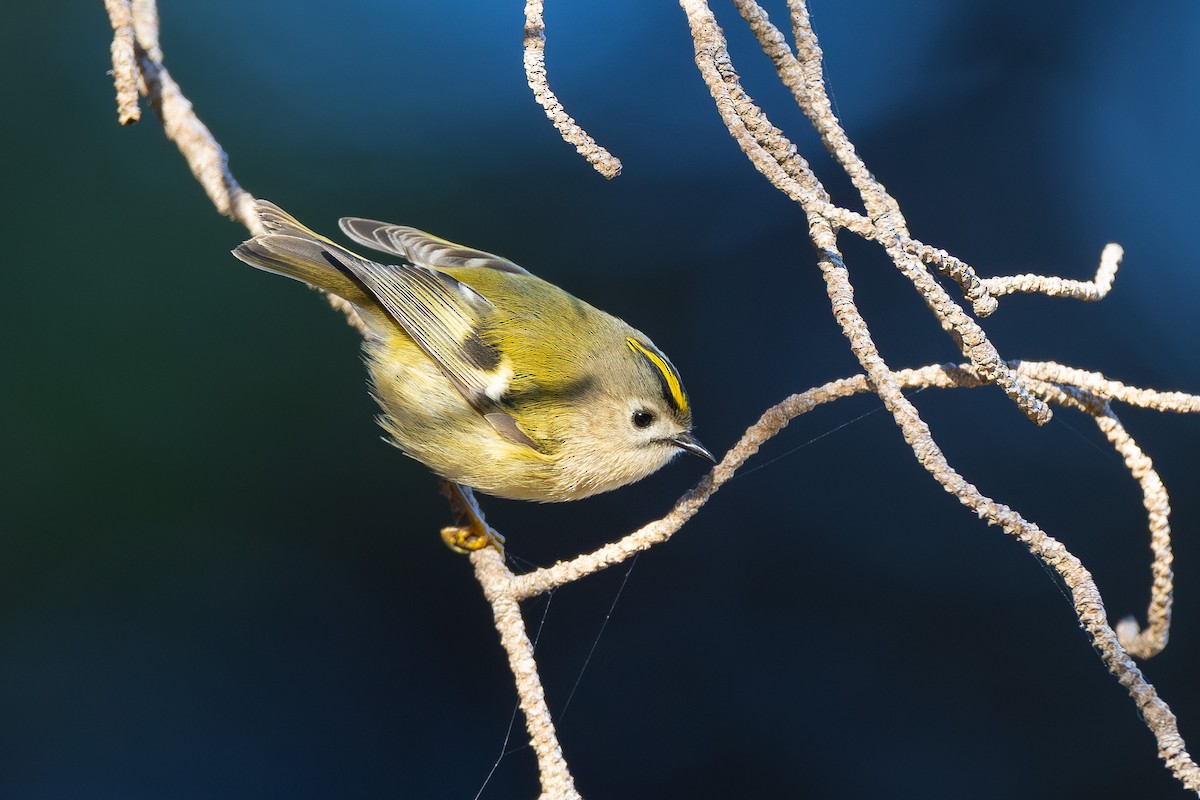Goldcrest - ML646041989