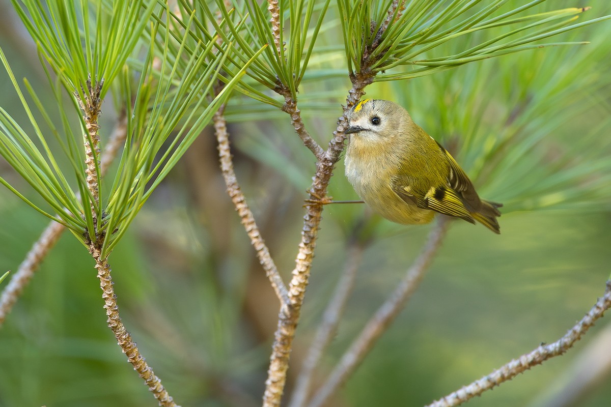 Goldcrest - ML646041990