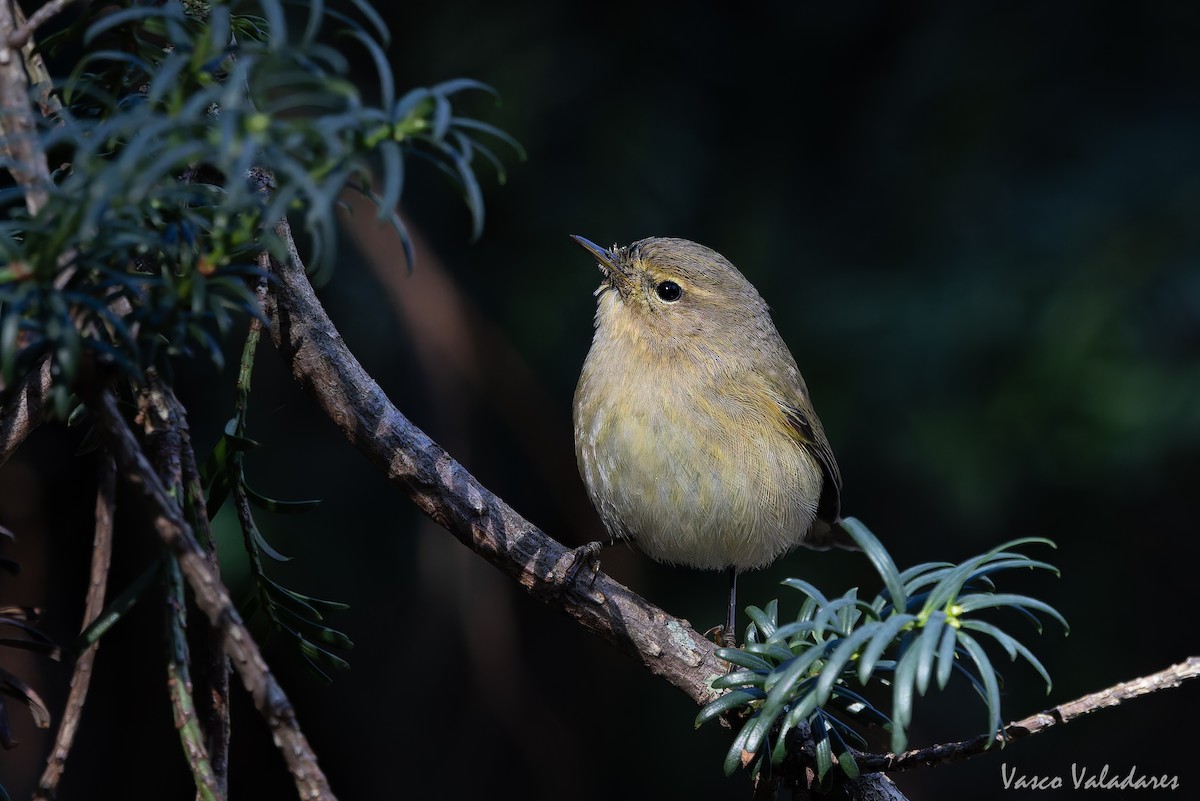 Common Chiffchaff - ML646041991