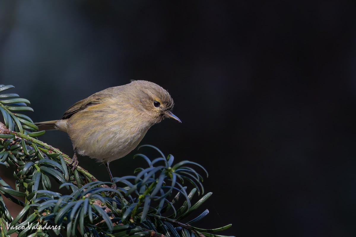 Common Chiffchaff - ML646041992