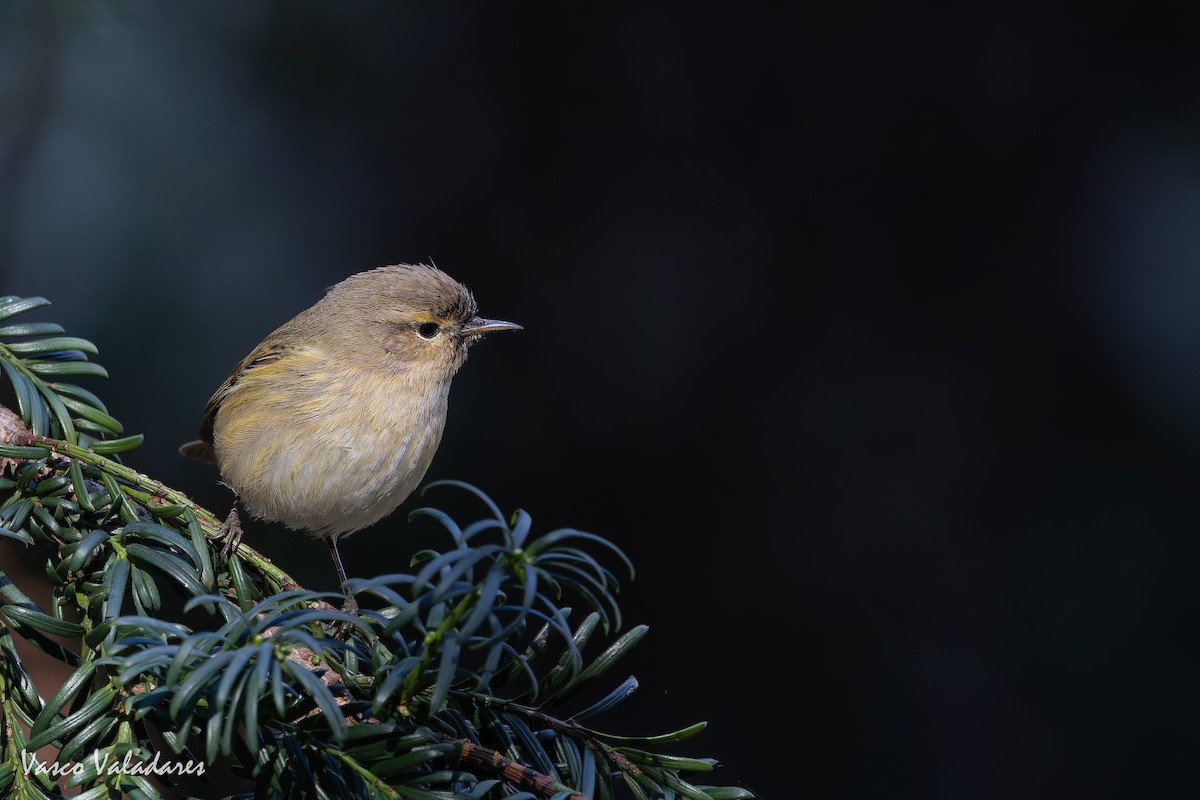 Common Chiffchaff - ML646041993