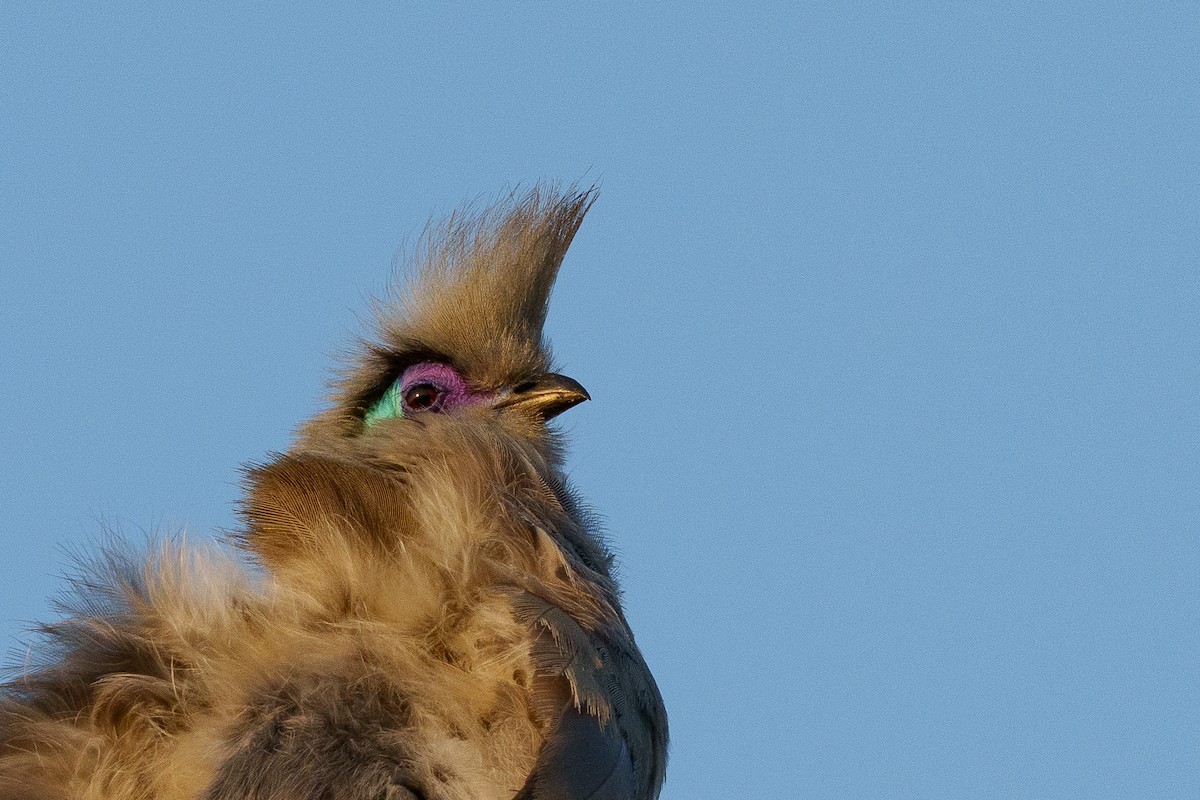 Crested Coua - ML646041995
