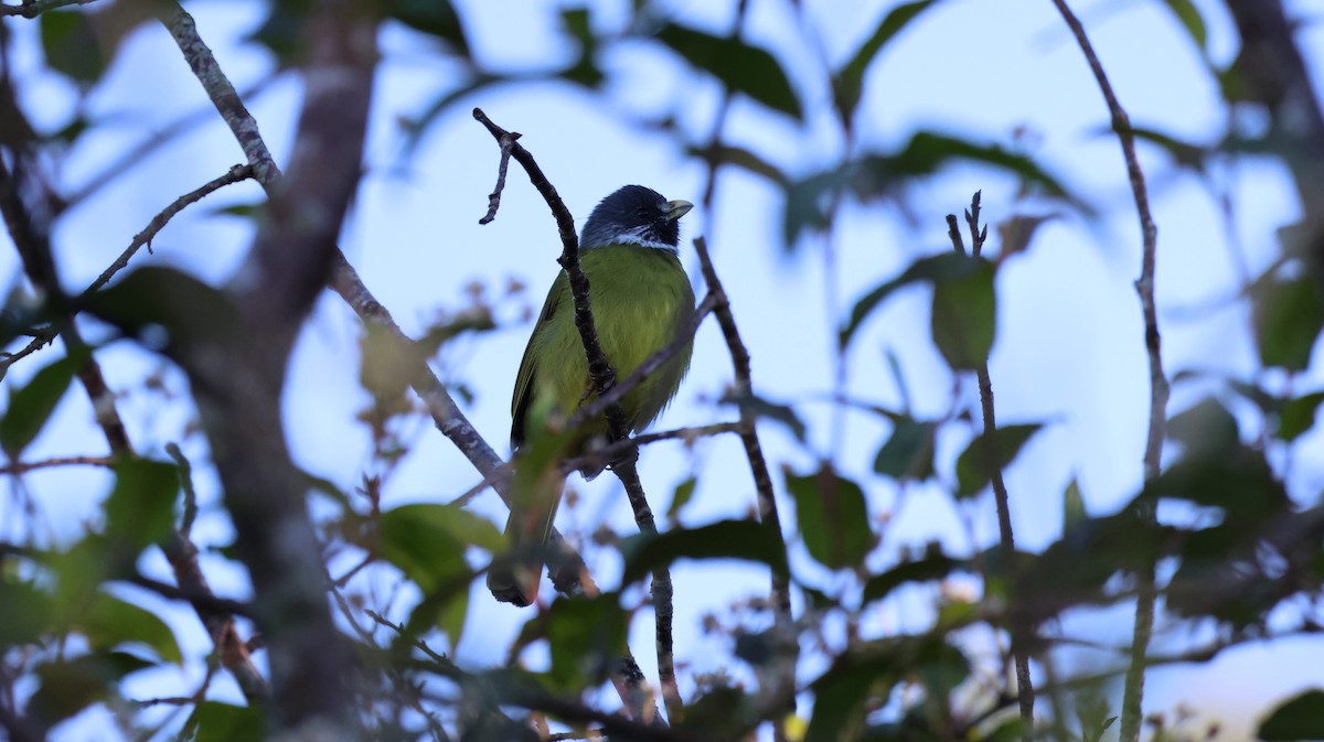 Collared Finchbill - ML646041996