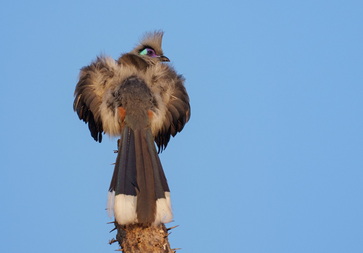 Crested Coua - ML646041997