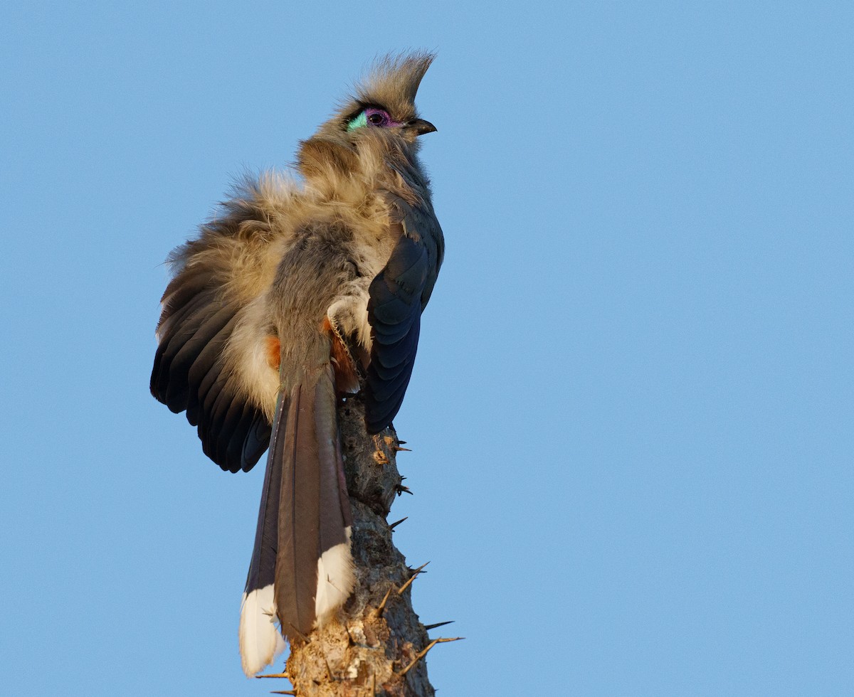 Crested Coua - ML646041998