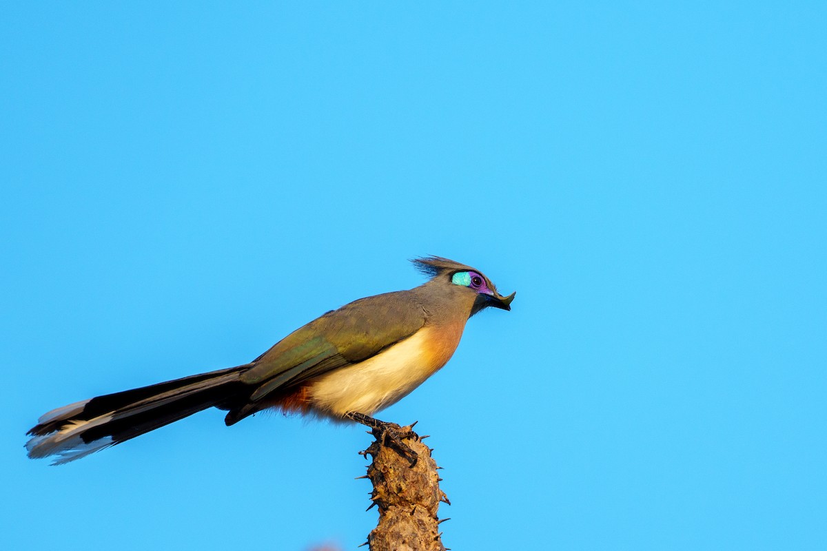 Crested Coua - ML646041999