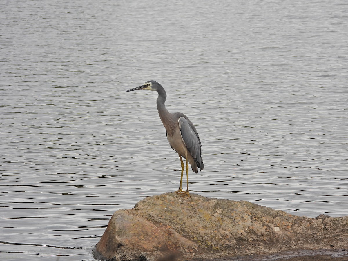 White-faced Heron - ML646042002