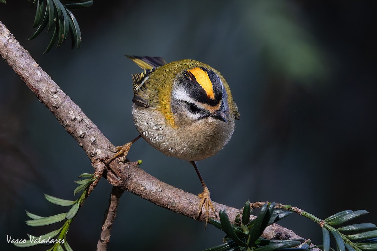 Common Firecrest - ML646042003