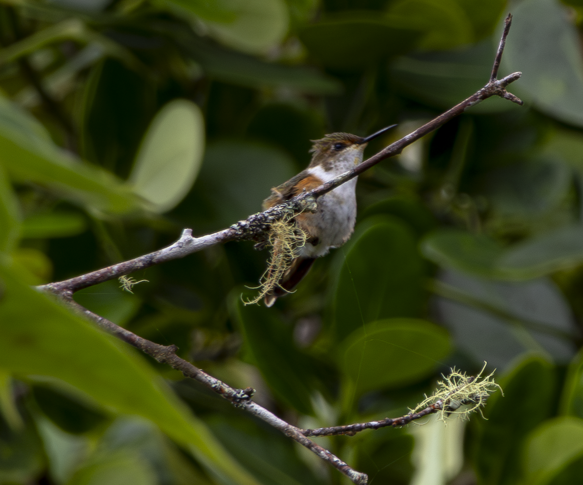 Glow-throated Hummingbird - ML646042006
