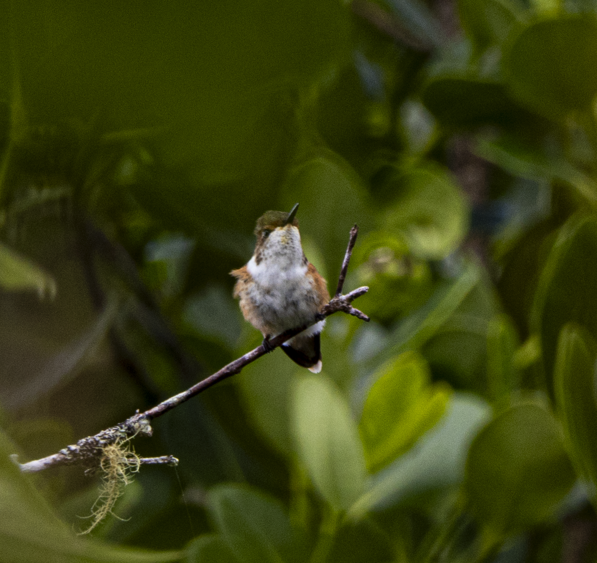Glow-throated Hummingbird - ML646042007