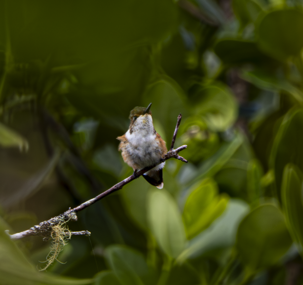 Glow-throated Hummingbird - ML646042008