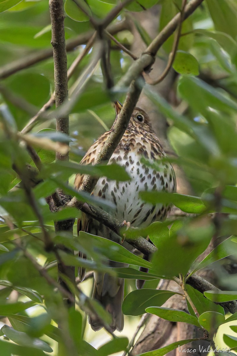 Song Thrush - ML646042009