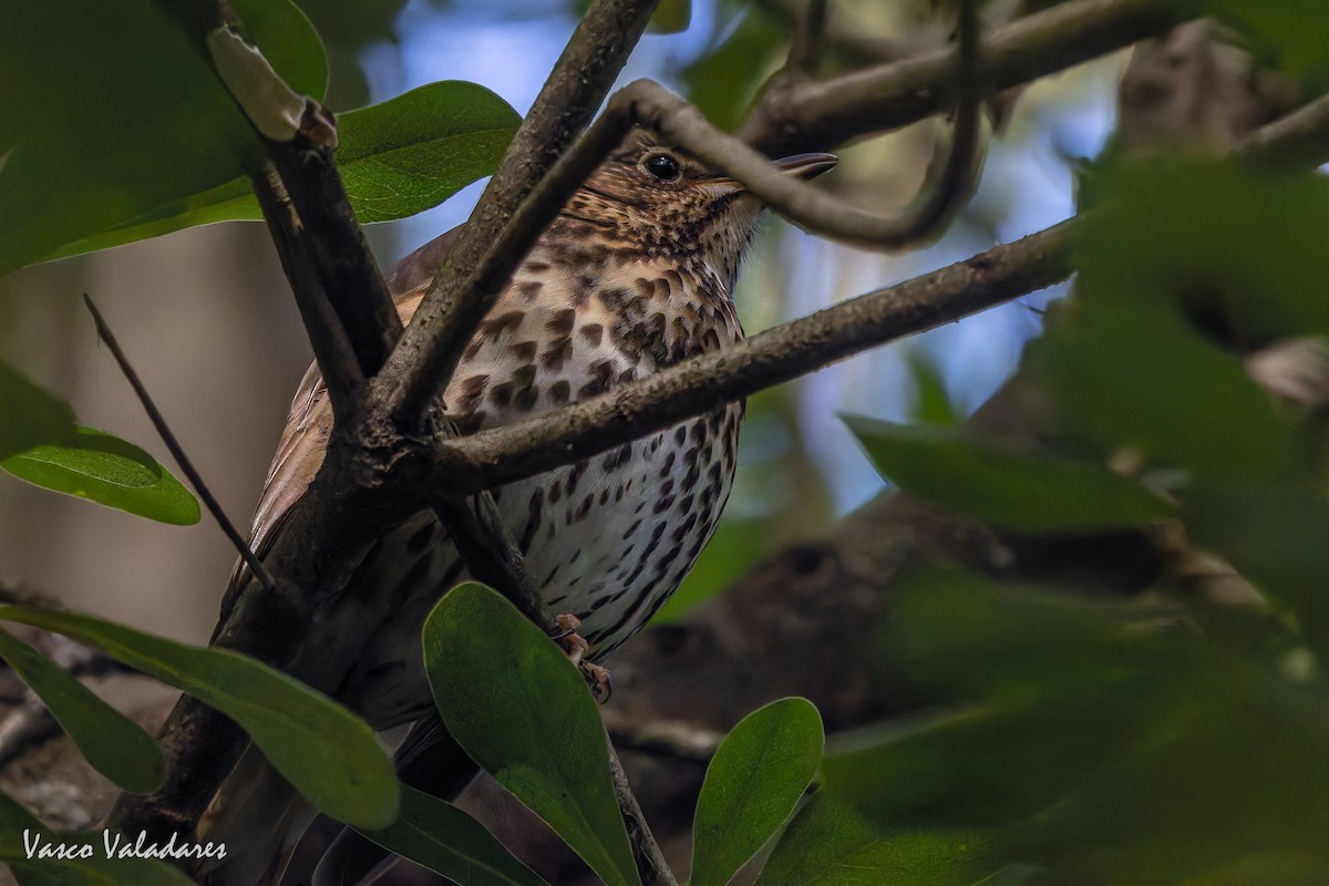 Song Thrush - ML646042010