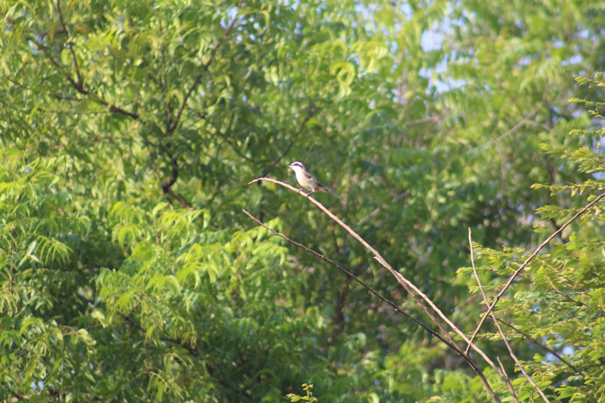Brown Shrike - ML646042011