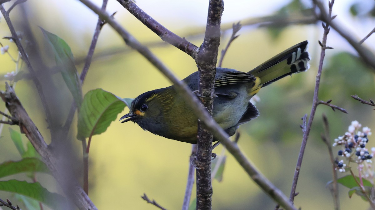 Taiwan Liocichla - ML646042012