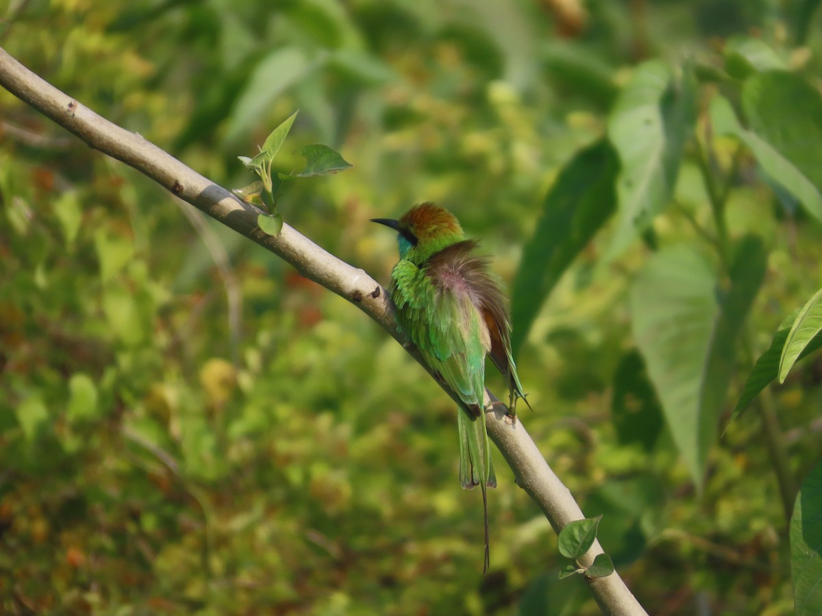 Asian Green Bee-eater - ML646042013