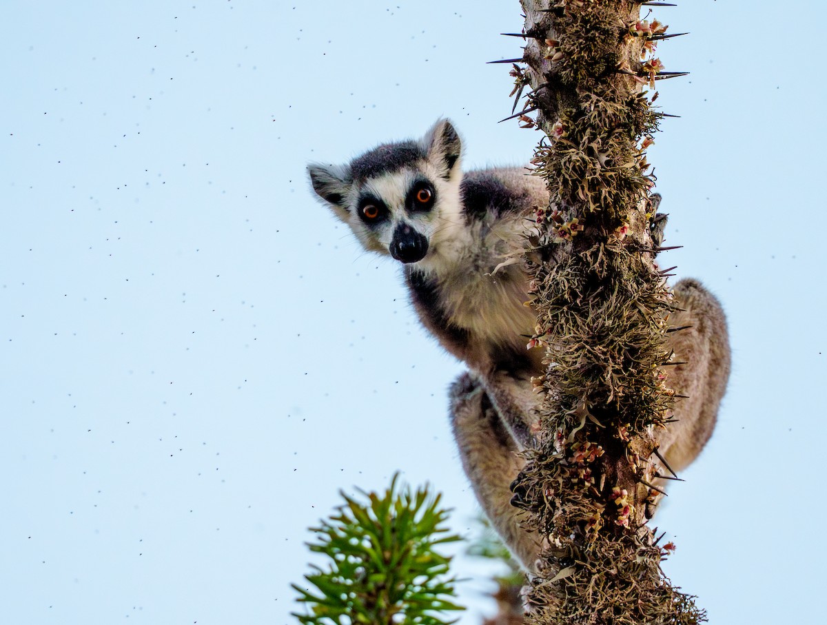 Mammals - ML646042016