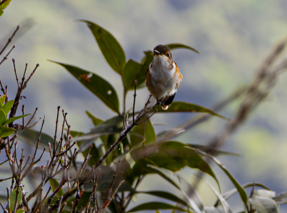 Glow-throated Hummingbird - ML646042028