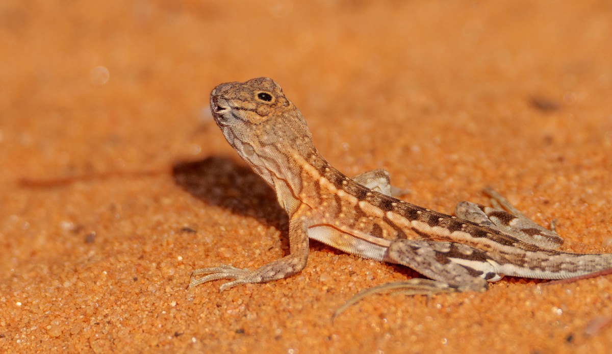 Reptiles - ML646042030