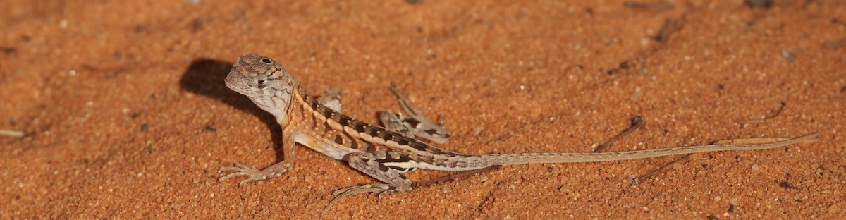 Reptiles - ML646042031